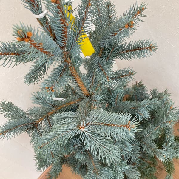 園芸ネット本店｜ピセアプンゲンス（プンゲンストウヒ）：ホプシー