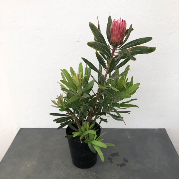 園芸ネット本店｜プロテア：スペシャルピンクアイス 6号鉢植え（花