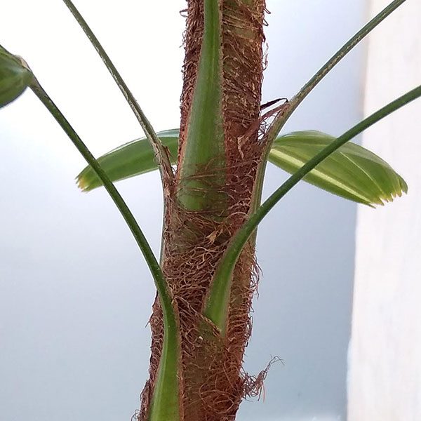 園芸ネット本店｜カンノンチク：瑞晃錦（斑入り） 4号 の通販【公式】