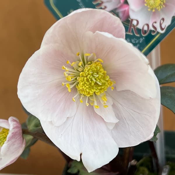 園芸ネット本店｜クリスマスローズ（原種系）：フルール ド ノエル