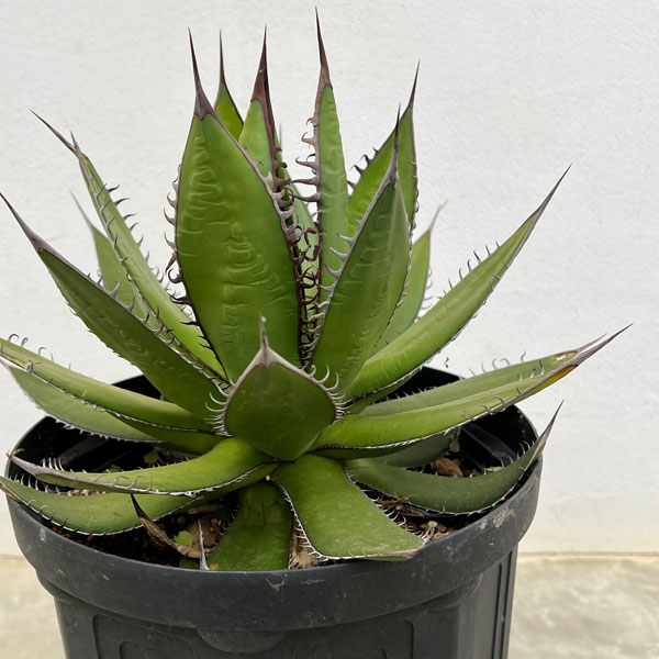 園芸ネット本店｜アガベ：ホリダ 7号鉢植え の通販【公式】