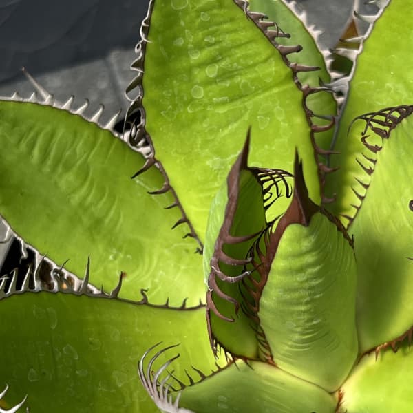 園芸ネット本店｜アガベ：ホリダ 7号鉢植え の通販【公式】