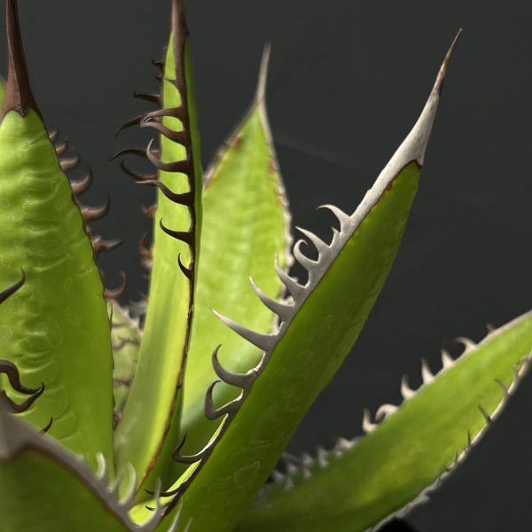 園芸ネット本店｜アガベ：ホリダ 7号鉢植え の通販【公式】