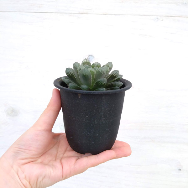 多肉植物 多肉植物 ハオルチア 三仙寿錦 ハオルシア 三仙寿錦 σハオルシア