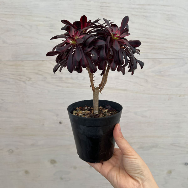 園芸ネット本店｜アエオニウム：黒法師錦（クロホウシニシキ）3.5号