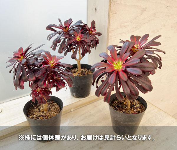 園芸ネット本店｜アエオニウム：黒法師錦（クロホウシニシキ）3.5号