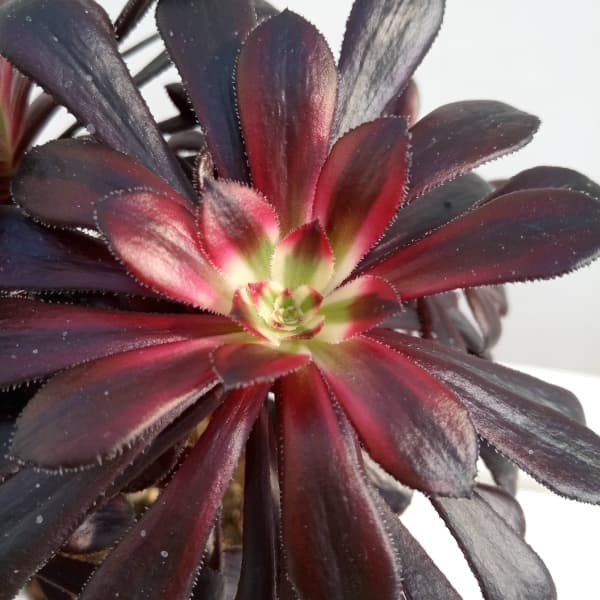 園芸ネット本店｜アエオニウム：黒法師錦（クロホウシニシキ）3.5号