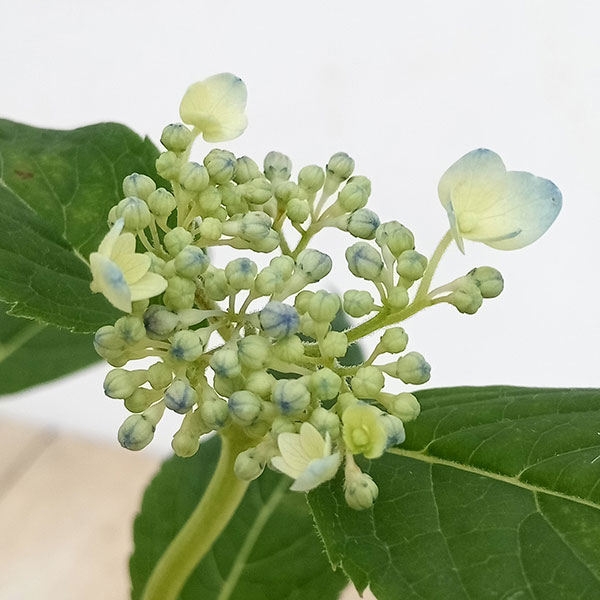 園芸ネット本店｜×ヤマアジサイ：カイキョウ（海峡）3号ポット の通販