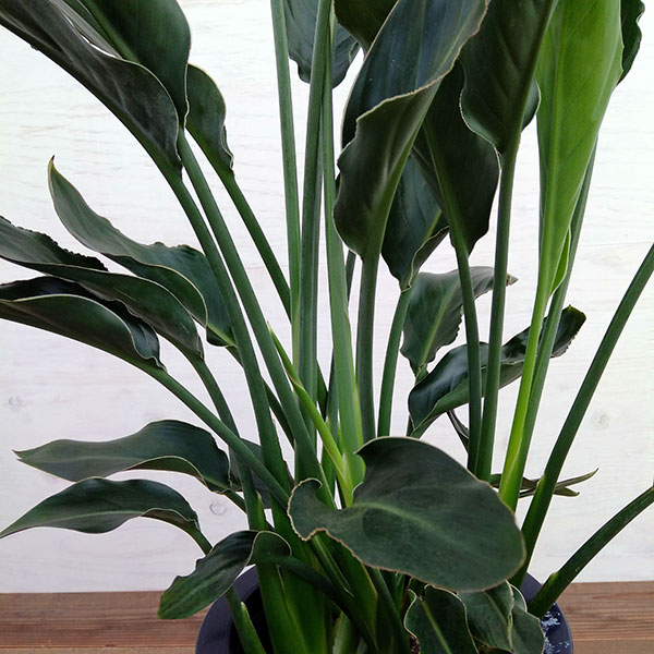 園芸ネット本店｜ストレリチア：レギネ（極楽鳥花） 8号鉢植え の通販