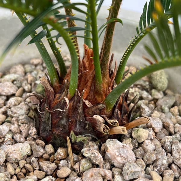 園芸ネット本店｜金環ソテツ 7号鉢植え の通販【公式】