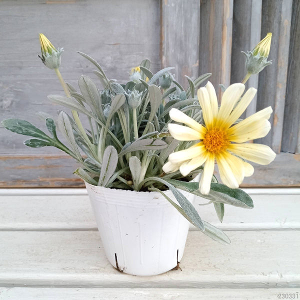 園芸ネット本店｜ガザニア：シルバーフォックス3.5号ポット の通販【公式】