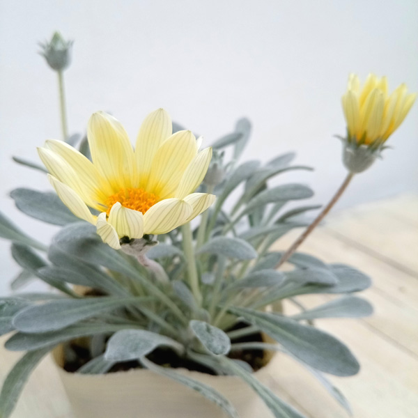 園芸ネット本店｜ガザニア：シルバーフォックス3.5号ポット の通販【公式】