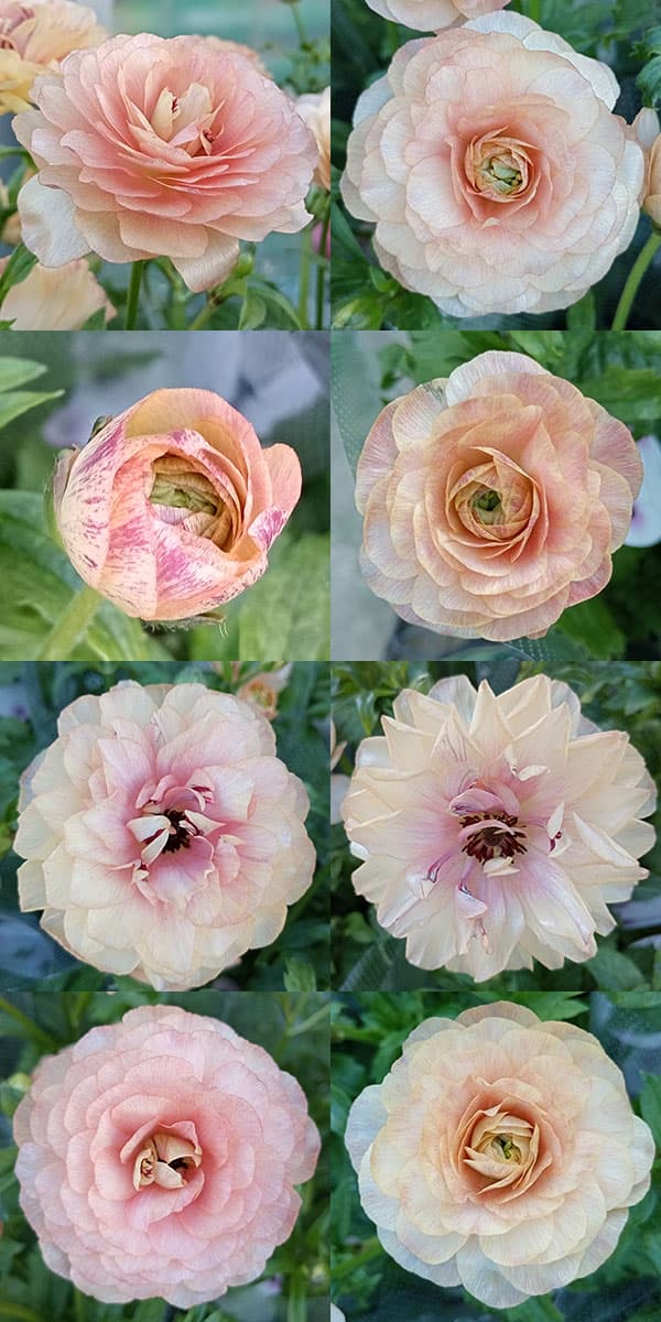 園芸ネット本店｜ラナンキュラス：ラックス ヘスティア3.5-4号ポット