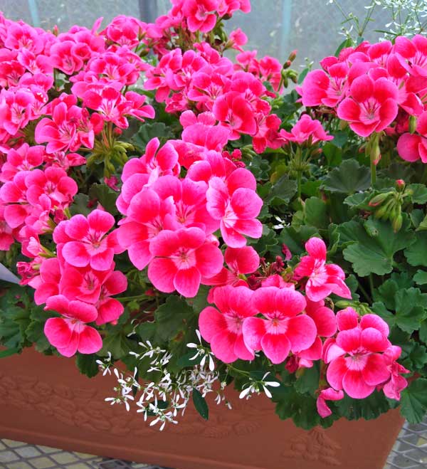 園芸ネット本店｜ゼラニウム：プリティリトルピンク5号鉢植え の通販