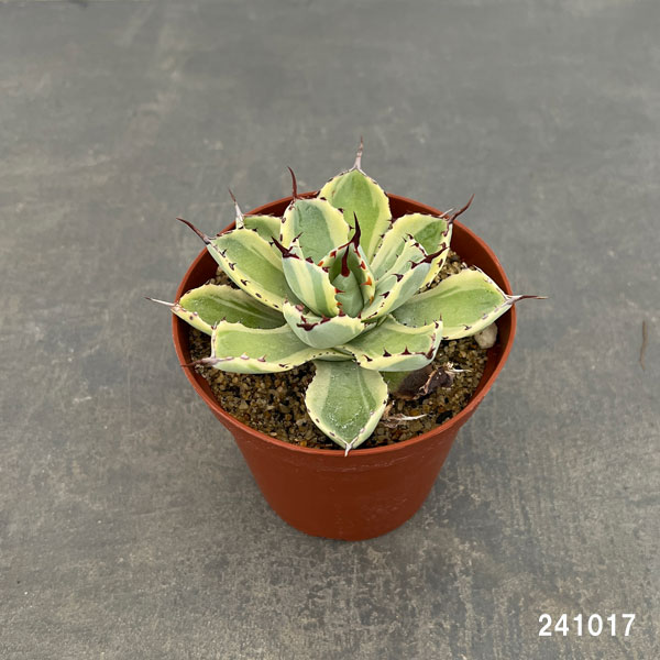 園芸ネット本店｜アガベ：吉祥冠錦（きっしょうかんにしき）3.5号