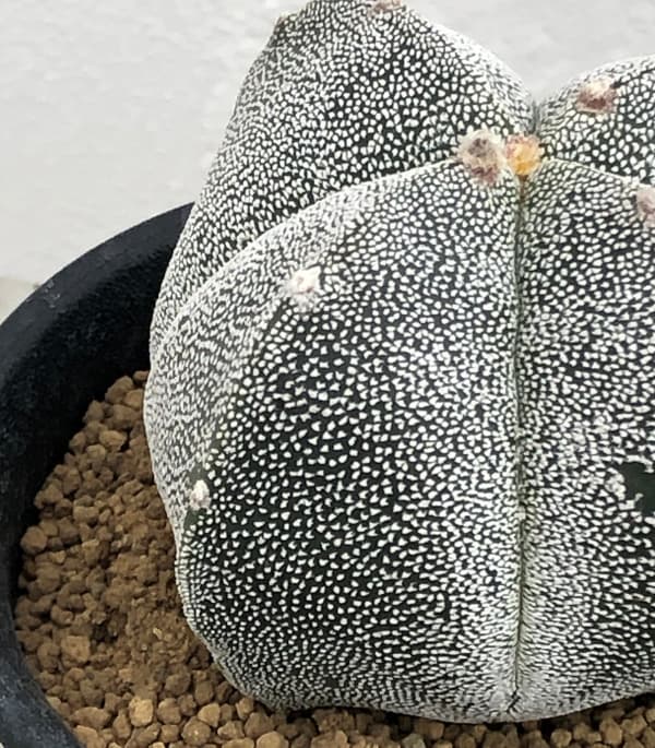 園芸ネット本店｜アストロフィツム：四角ランポー玉 3号鉢植え の通販