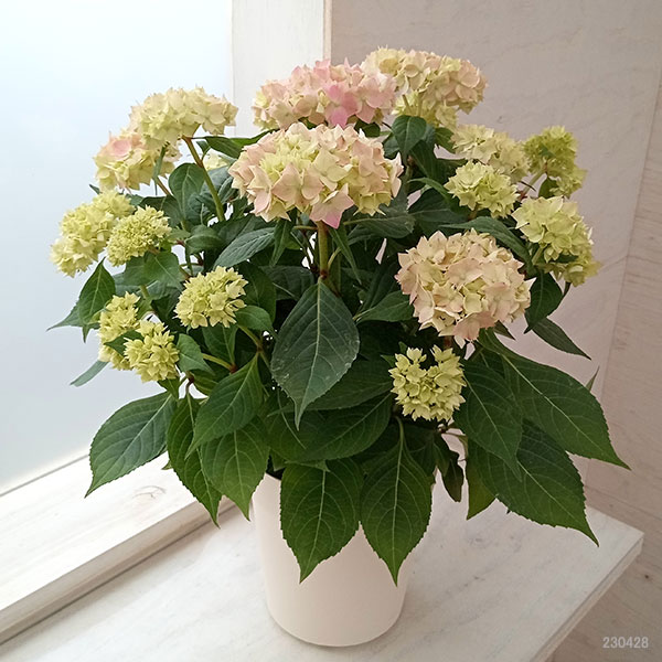 園芸ネット本店｜（咲き進み-開花終了株）アジサイ：マルチフローラ て