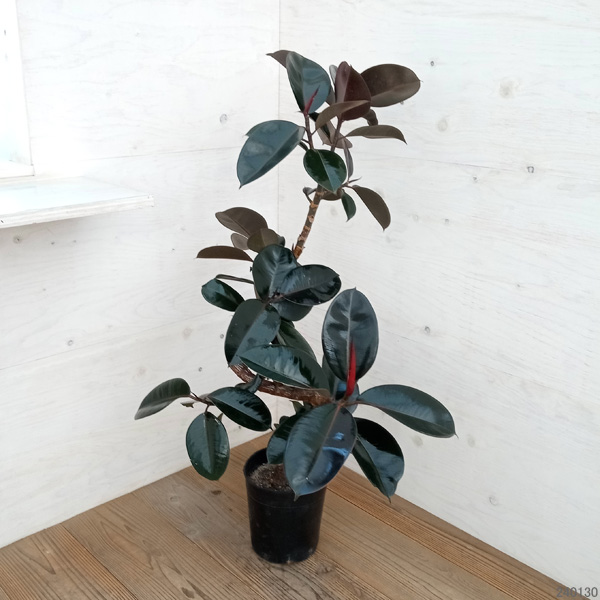 園芸ネット本店｜フィカス：バーガンディ（曲がり）7号硬質ポット の