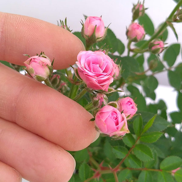 園芸ネット本店｜ミニバラ：ミサキ3号ポット の通販【公式】