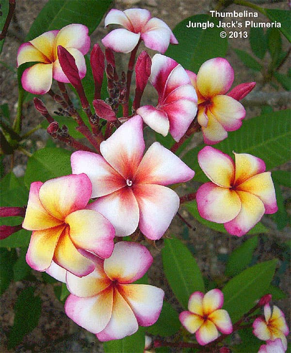 園芸ネット本店｜プルメリア：サンバリーナ（Thumbalina）5号鉢植え の