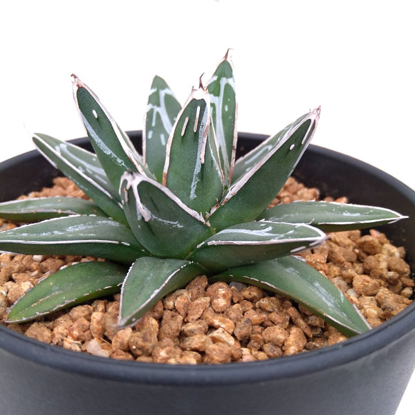 園芸ネット本店｜アガベ（リュウゼツラン）：笹の雪 4号ポット の通販