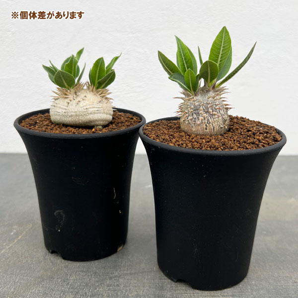 園芸ネット本店｜パキポディウム：恵比寿大黒（実生株） 3号鉢植え* の