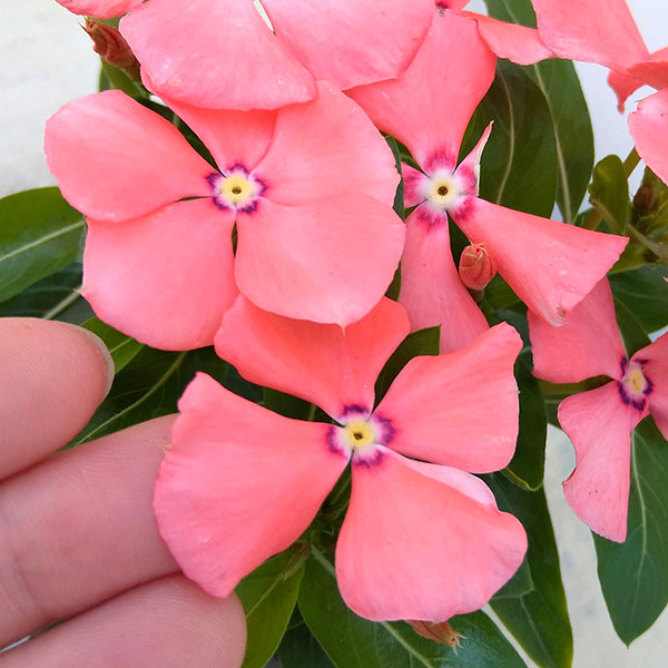 園芸ネット本店｜[26年5月中下旬予約]ニチニチソウ（日々草・ビンカ