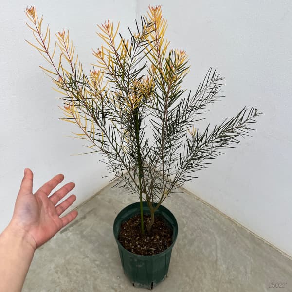 園芸ネット本店｜アカシア：フロリバンダフェニックスゴールド6号