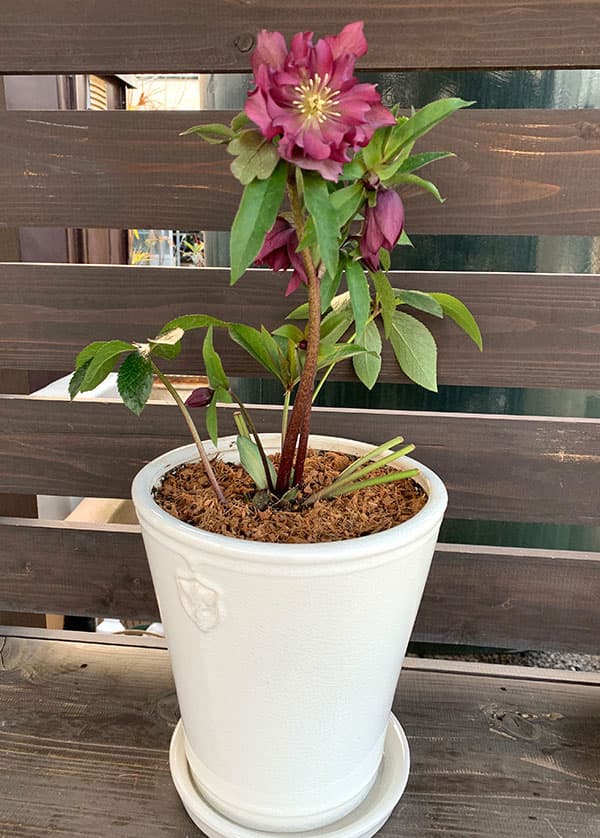 園芸ネット本店｜クリスマスローズ専用鉢：Rose de Noel Parfaite