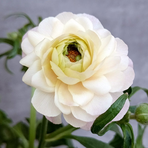 園芸ネット本店｜ラナンキュラス：ラックス アリアドネ6号鉢植え の