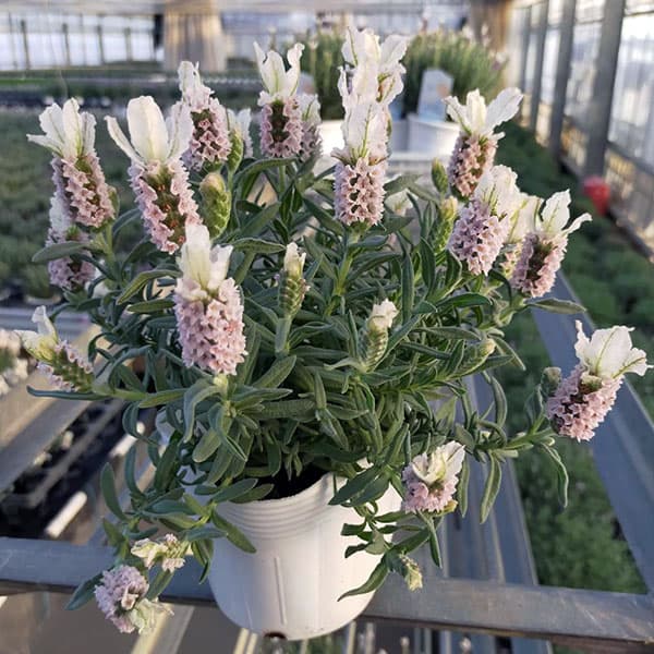 園芸ネット本店｜フレンチラベンダー（巨大輪種）：クラウン ピンク