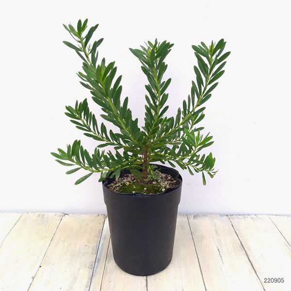 園芸ネット本店｜リューカデンドロン：デビルズブラッシュ 5号鉢植え