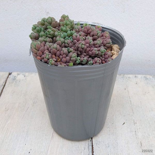 園芸ネット本店｜セダム： パープルヘイズ2.5号ポット 2株セット の