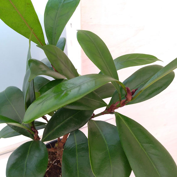 園芸ネット本店｜フィカス：キアティスティプラ 5号鉢植え の通販【公式】