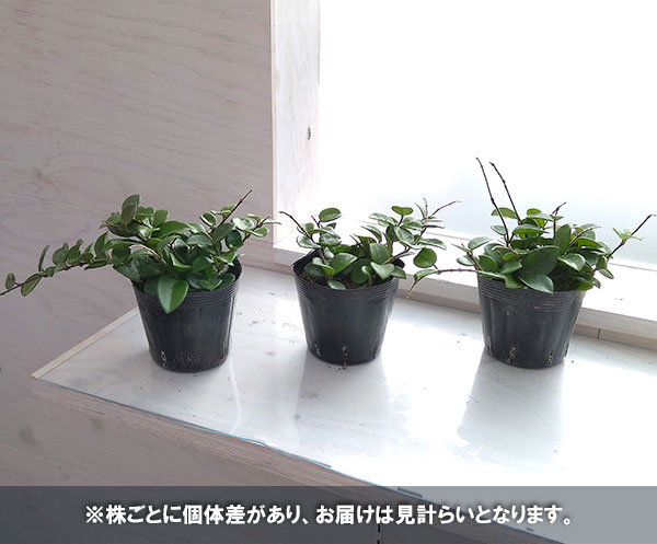 園芸ネット本店｜ホヤ：マチルダ（セルペンス×カルノーサ） 3.5号