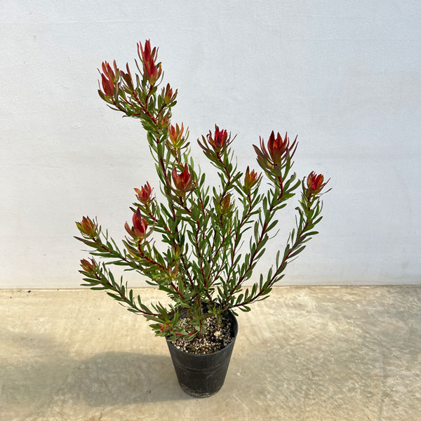 園芸ネット本店｜[ザ・ファームセレクト]リューカデンドロン：エイミー