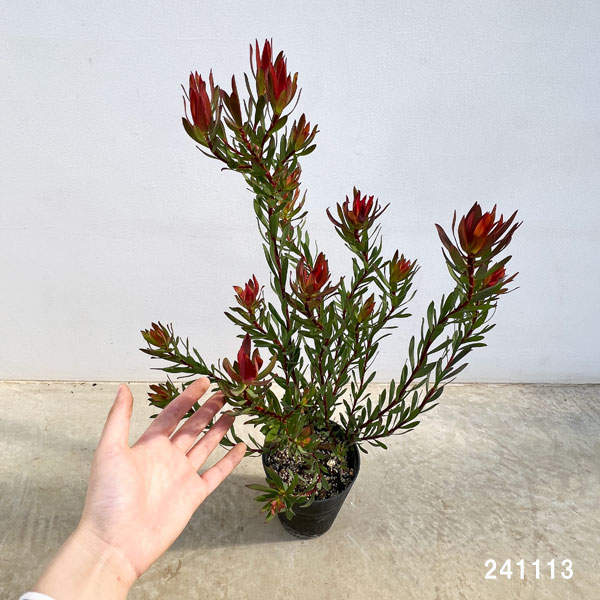 園芸ネット本店｜[ザ・ファームセレクト]リューカデンドロン：エイミー