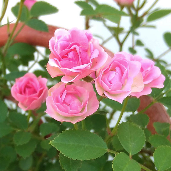 園芸ネット本店｜ミニバラ：ミサキ5号鉢植え フェンス仕立て の通販