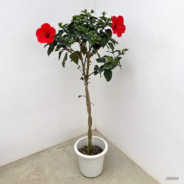 園芸ネット本店｜[26年5月中下旬予約]ハイビスカス：レッドスター