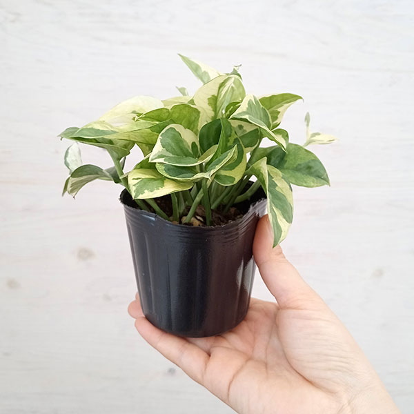 園芸ネット本店｜[ザ・ファームセレクト]ポトス：エメラルド 3号ポット