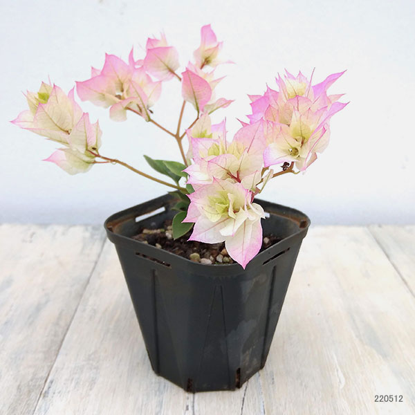 園芸ネット本店｜ブーゲンビリア八重咲き：ホワイト系3号ポット の通販