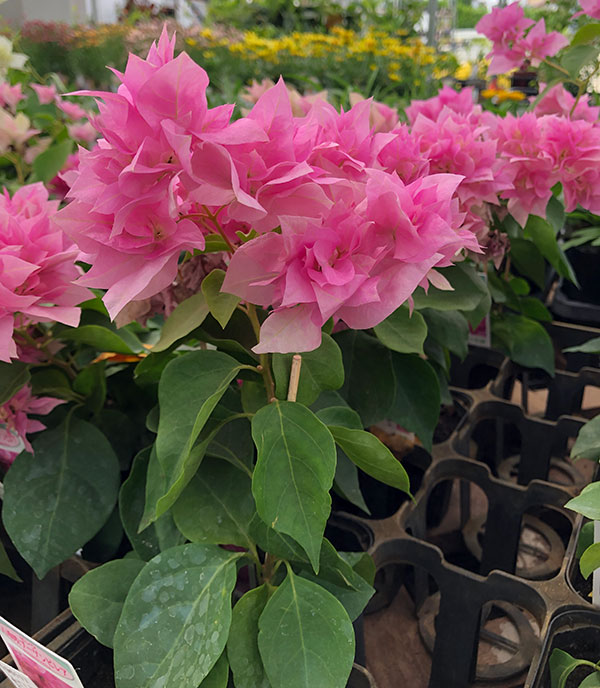 園芸ネット本店｜ブーゲンビリア八重咲き：ライトピンク系3号ポット の