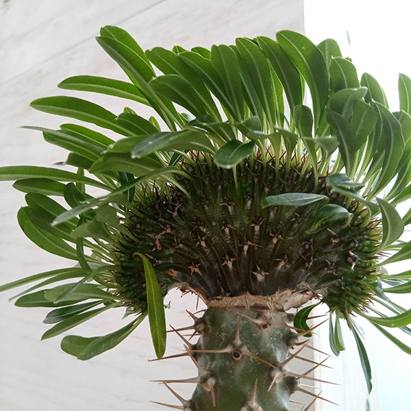 園芸ネット本店｜パキポディウム：ラメリー（綴化接木）4号23-03 の