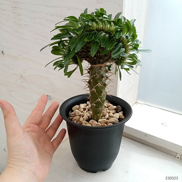 園芸ネット本店｜パキポディウム：ラメリー（綴化接木）4号23-03 の