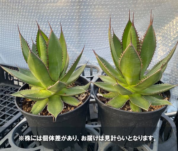 園芸ネット本店｜アガベ：ホリダ 5号鉢植え の通販【公式】