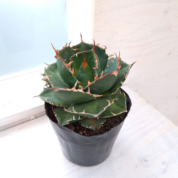 園芸ネット本店｜アガベ：オテロイ（FO-076 エフオーゼロナナロク