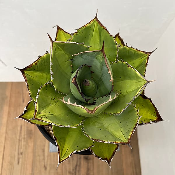 園芸ネット本店｜アガベ：オテロイ（FO-076 エフオーゼロナナロク） 7