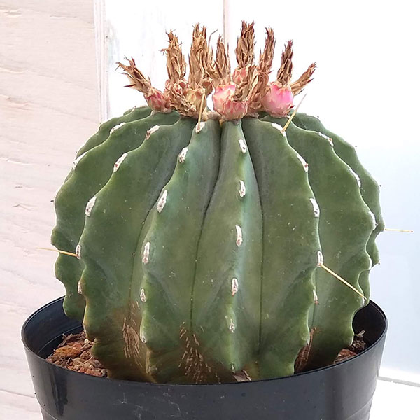園芸ネット本店｜サボテン：王冠竜 5号 の通販【公式】