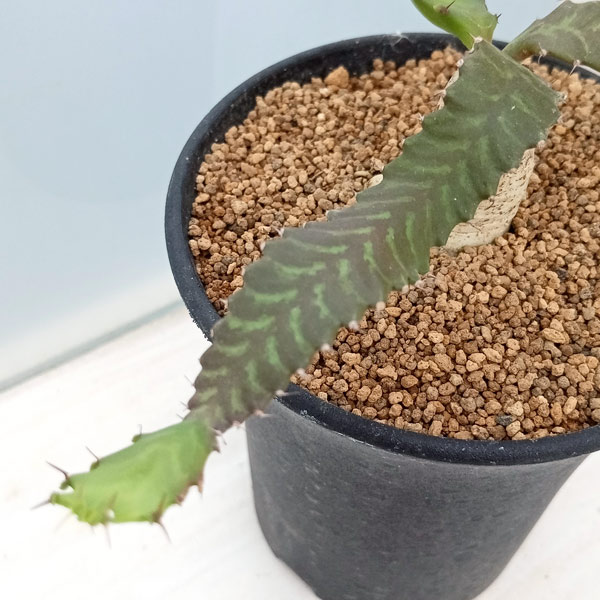 園芸ネット本店｜ユーフォルビア：ステラータ 飛竜 3号 の通販【公式】