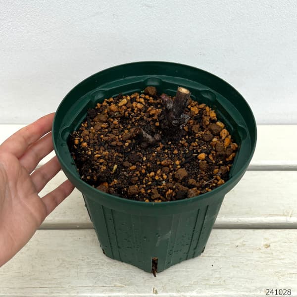 園芸ネット本店｜シャクヤク（芍薬）：オリエンタルゴールド6号ポット